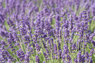 Close up of lavender flowers. Blurred background