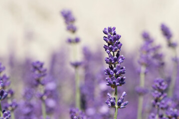 Close up of a lavender flower in a countryside field