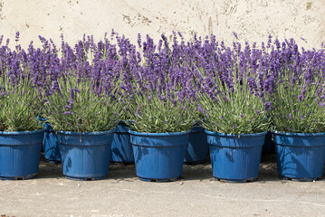 Lavender pots lined and ready to be planted in the garden