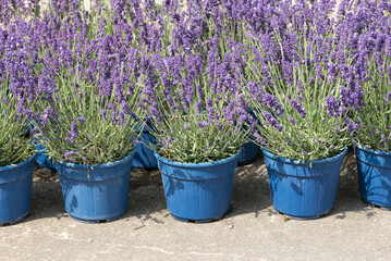 Lavender pots lined and ready to be planted in the garden