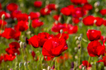 Gelincik (Papaver rhoeas) is an annual plant species from the poppy family (Papaveraceae) with a very wide distribution area in the world.