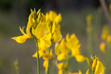 Obraz premium Spartium junceum is a shrub species native to the Mediterranean from the legume family (Fabaceae).
