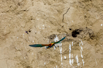 Colorful Bee Eater in the Danube Delta	