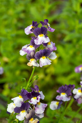 Linaria is a genus of plants belonging to the Plantaginaceae family.