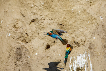 Colorful Bee Eater in the Danube Delta	