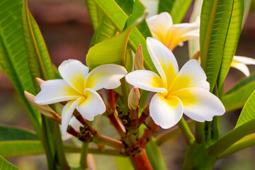 Obraz premium Plumeria is a genus of the Apocynaceae family. Plumeria alba