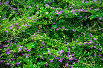 Beautiful Background of Cuphea Hookeriana Blossoms in Full Bloom. The Vibrant Pink and Purple Flowers Create a Stunning Contrast to the Green Foliage,