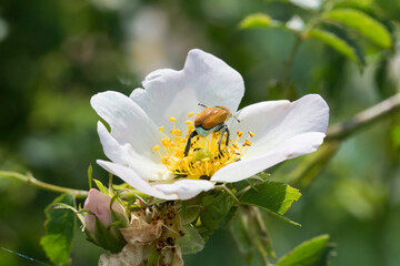 Wild pollinator flying on a white flower to take the nectar. Biodiversity