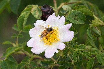 Bee flying on a white wild flower. Pollination and biodiversity protection concepts