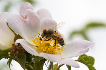 Obraz na płótnie Canvas Macro of a bee taking nectar from a wild flower to make honey