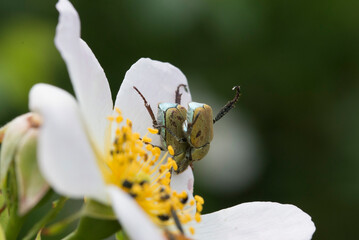 Macro of wild insects breeding on a flower. Reproduction concept