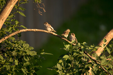 Three house sparrows, Passer domesticus, perching on the same branch on a lilac tree on a spring evening in Iowa.  The group of birds has juvenile house sparrows and a female house sparrow. 