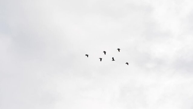 Slow motion speed scene of flying geese in the misty day, group of birds slowly soaring across the cloudy sky, real-time flock tracking upon foggy atmosphere, freedom of wildlife among the pale canopy