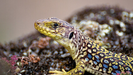 Colorful ocellated lizard looking at camera