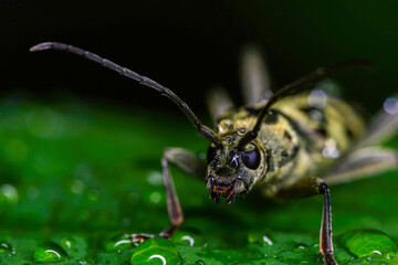 Fototapeta premium 육점박이 범하늘소(Chlorophorus simillimus)