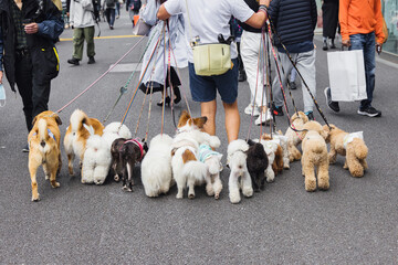 man walking with lot of dogs in the city