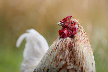 Close up portrait of white brown rooster isolated on blurred background