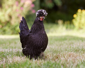 Cute black Poland chicken free in garden