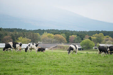 milk cows eat grass at Asagiri Kogen farm in valley, Fujinomiya