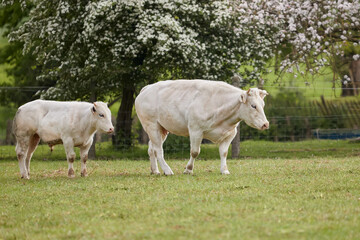 Fototapeta na wymiar White cow and white calf on meadow