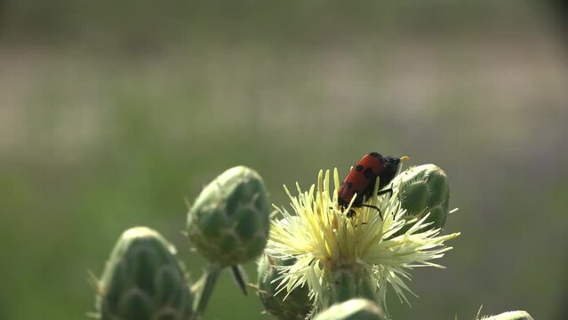 Mylabris Quadripunctata, Red beetle sits on flower and sways in light summer wind against green background. Macro view of insect in wildlife