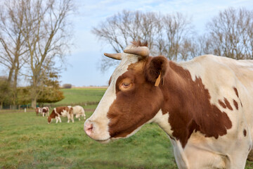 Close up white brown cow with cattle on the meadow in the background