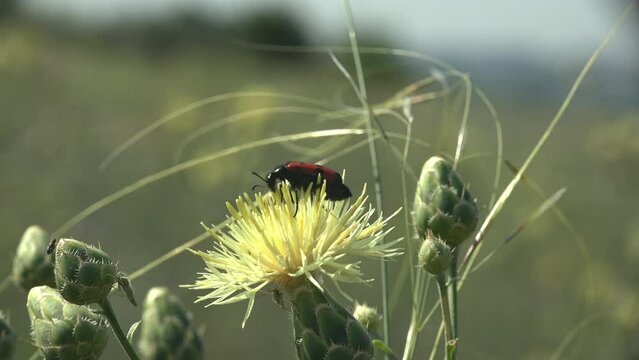 Mylabris Quadripunctata, Red beetle sits on flower and sways in light summer wind against green background. Macro view of insect in wildlife