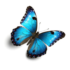 Blue Morpho Butterfly on white isolated background, AI generation