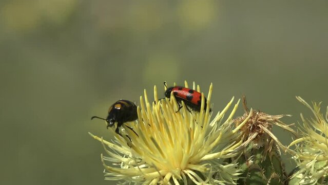 Mylabris Quadripunctata, Red beetle sits on flower and sways in light summer wind against green background. Macro view of insect in wildlife