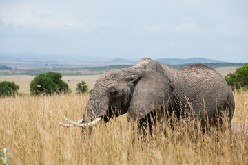 Samotny słoń na sawannie Parku Narodowego Masai Mara Kenia - obrazy, fototapety, plakaty