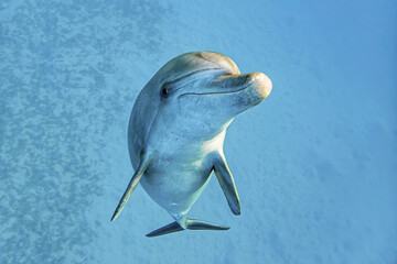 dolphin playing in water