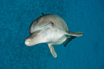 dolphin floats in the sea