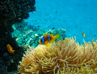 Fototapeta na wymiar clownfish against the background of Anemone 