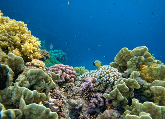 Naklejka na ściany i meble Underwater world with coral and tropical fish.