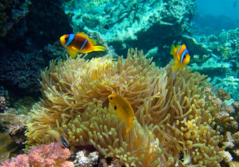 Fototapeta na wymiar clownfish against the background of Anemone 