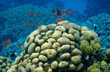 coral reef with fish