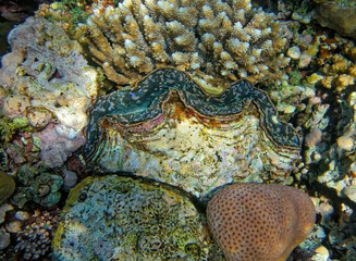 giant clam on a tropical coral reef 