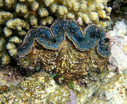 giant clam - Tridacna gigas on the bottom of tropical sea 