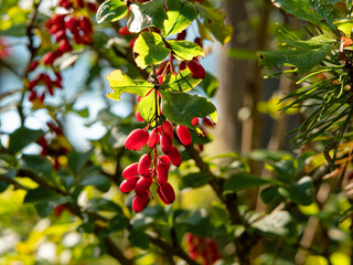 red berries on a tree