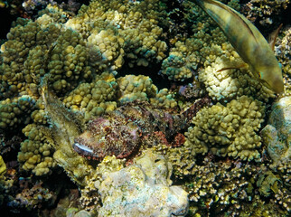 underwater world coral reef in the red sea