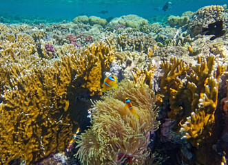 Fototapeta na wymiar coral reef and Anemone with clownfish 