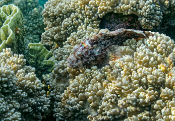 poisonous scorpena fish on coral