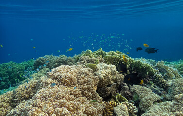 Naklejka na ściany i meble underwater world of coral