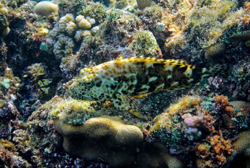 underwater world coral reef in the red sea