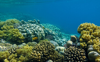 underwater world of corals and fishes,background
