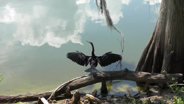 Anhinga Bird Drying up its Wings in Wetlands.