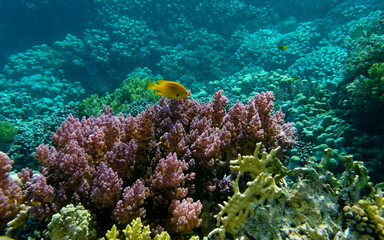 underwater world of corals and fishes,background