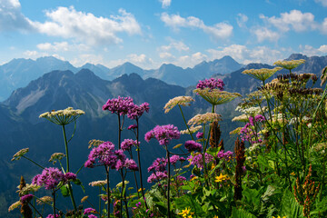 flowers on the mountain