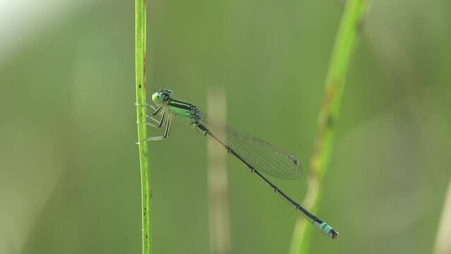 Female bluetail damselfly (Ischnura heterosticta)  head with large jaws. Dragonfly sitting on green grass. Macro view insect on wildlife