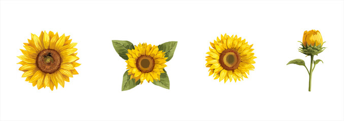 Watercolor Botanical Illustration: Sunflowers Isolated on White Background, Hand Drawing with Flowers and Leaves